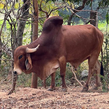 Chikoo Farm Inn Bangalore Eksteriør bilde