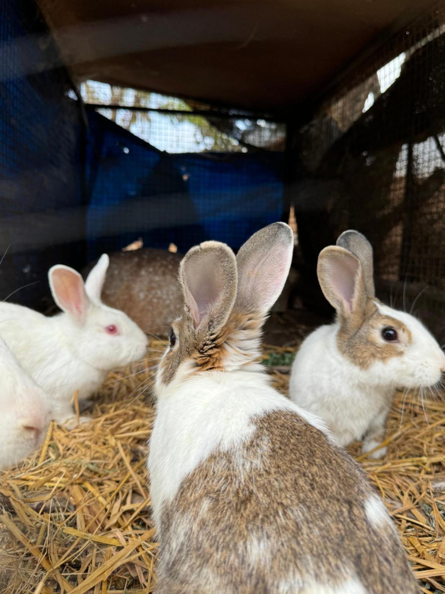 Chikoo Farm Inn Bangalore Eksteriør bilde