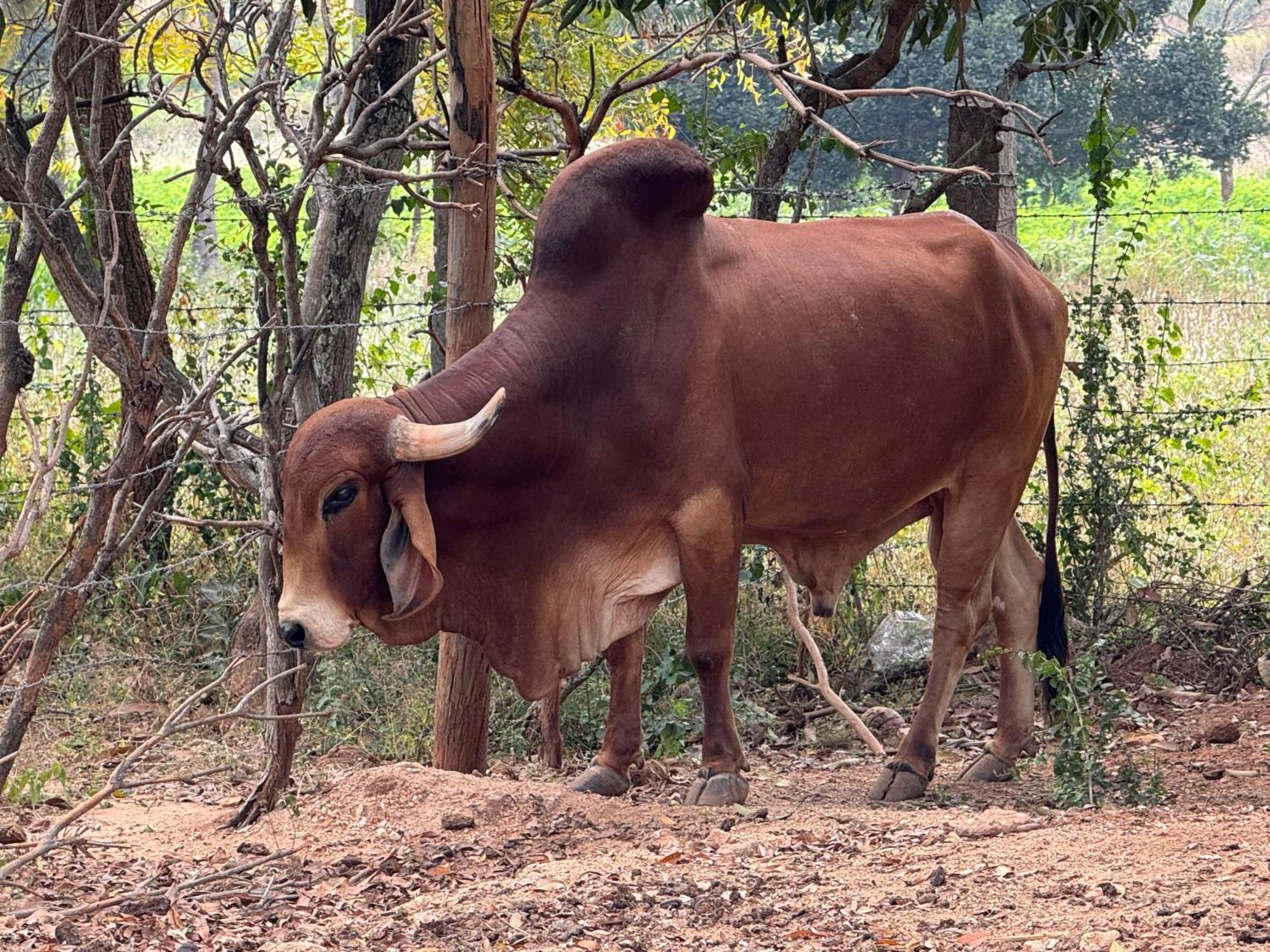 Chikoo Farm Inn Bangalore Eksteriør bilde